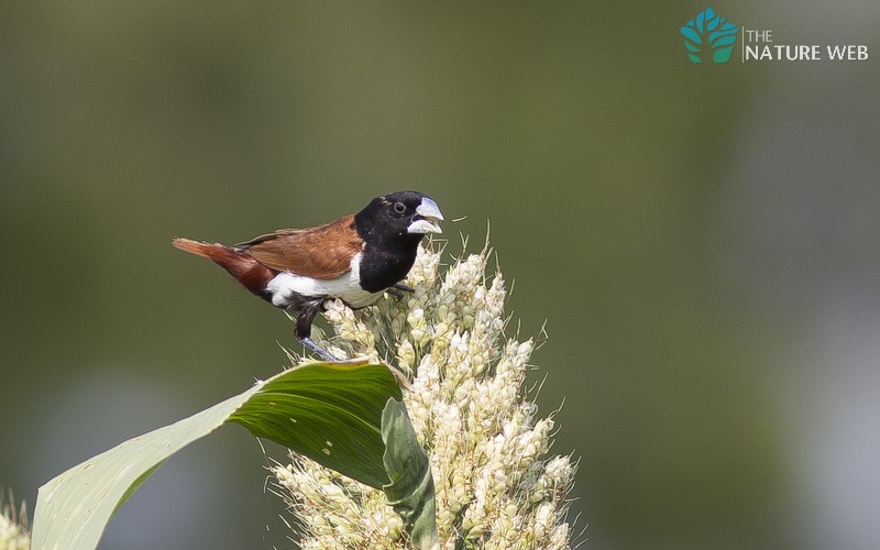 Tricoloured Munia